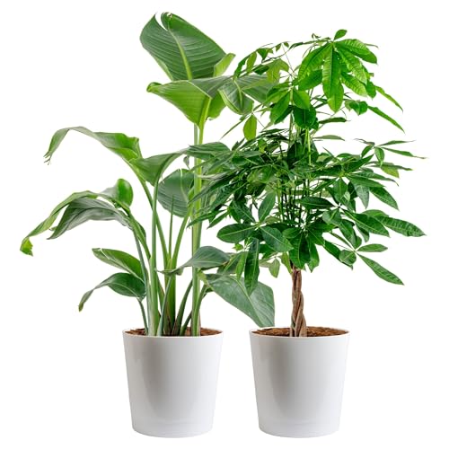 Costa Farms White Bird of Paradise & Money Tree Live Plants in Decorative Pots, Large Indoor...