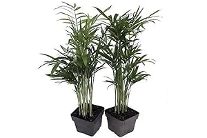 9GreenBox Sago Palm Live Plant