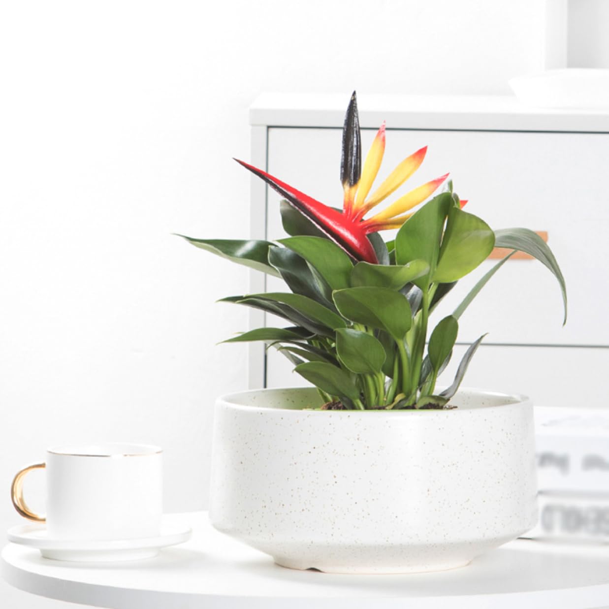 Amazon.co.jp: 花 プランター 植物 ガーデニング 用品 プランター 