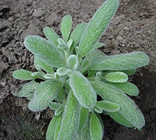 Portal Cool Sideritis scardica, Mursalski C, 500 Samen, Zaden, Samen,  Saatgut, Samen : Amazon.de: Sonstiges