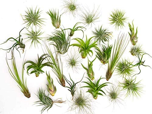 DECOALIVE Plantas Aéreas PREMIUM Pack de 5 Tillandsias Naturales