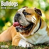 Bulldogs 2019 16 Month Wall Calendar 12 x 12 Inches