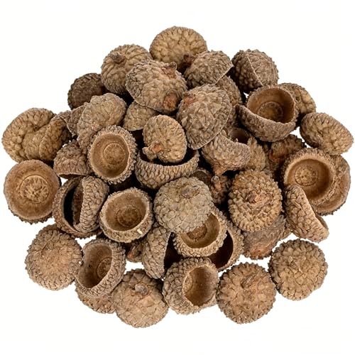 100 unidades de bellotas naturales secas para manualidades