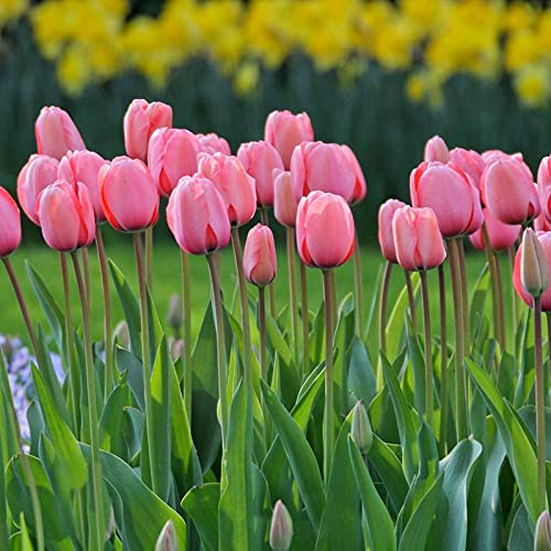 See full amazon price history chart for FernsFly® IMP. Tulip Charming Flower Bulbs Winter Flower Home Pot/Land Gardening Bulbs planting Blooming (Pack of 1 Pink Impression Tulip) FernsFly® IMP. Tulip Charming Flower Bulbs Winter Flower Home Pot/Land Gardening Bulbs planting Blooming (Pack of 1 Pink Impression Tulip) (B09D9PXPZ3) Amazon Price History, Amazon Price Tracker
