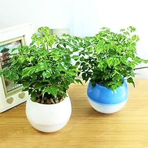 Seeds. 50 PC Radermachera Sinica Bonsai Emerald Tree Bonsai Garden of the House of the Plan of the Bonsai Agramsero of the bonsai Beautifying Garden of Plants