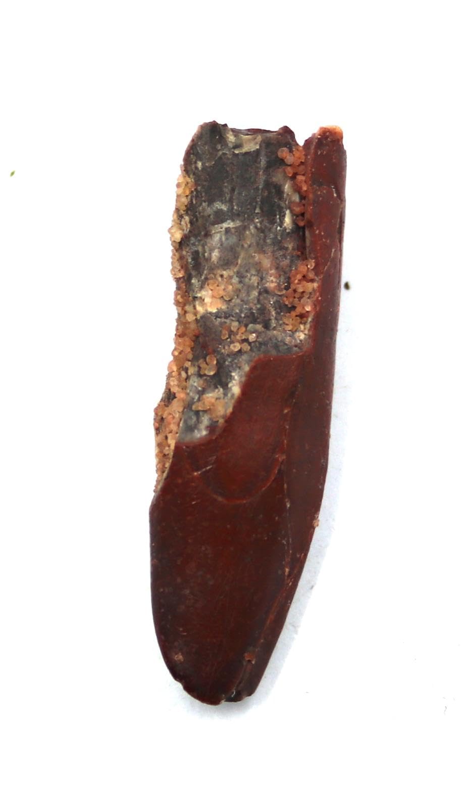 Dinosaur, T rex, Morocco, Tooth, Teeth, Fossil, Sauropod, Rebbachisaurus