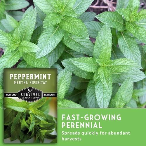 Survival Garden Seeds - Peppermint Seed for Planting - Mentha Piperita Packet with Instructions to Plant and Grow Delicious Mint in Your Home Herb or Vegetable Garden - Non-GMO Heirloom Variety - Image 4