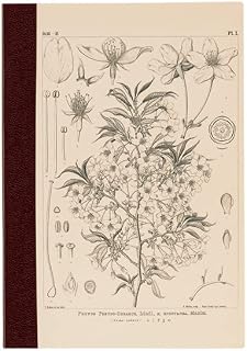 ほぼ日 Hobonichi Techo Accessories Hobonichi Graph Notebook (A6) - Yamazakura