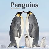 Penguins Calendar 2026 Square Animal Wall Calendar - 16 Month