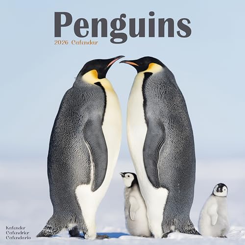 Penguins 2026 Calendar | Square Wall Calendar | Animal Gift | Plastic Free Packaging | by Avonside Publishing