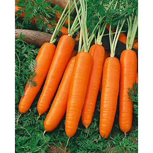 Dirt Goddess Super Seeds Scarlet Nantes Carrot