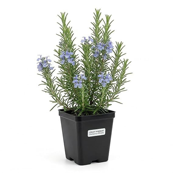 Image of Live Rosemary Plant with Pot Salvia Rosmarinus Original Herbal Aromatic Plant for Hair Care Cooking Kitchen Garden Indoor Outdoor Medicinal Plant for Home Balcony Terrace Pack of 1