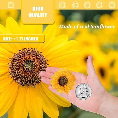 60 PCS Girasoles Secos Naturales para Manualidades miniatura 2