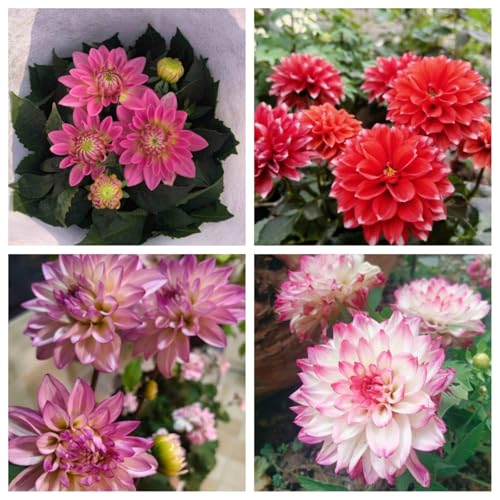Dalie Bulbi di dalia Bulbi di dalia Adatti a piccoli giardini e patii Colori misti-2bulbi-B