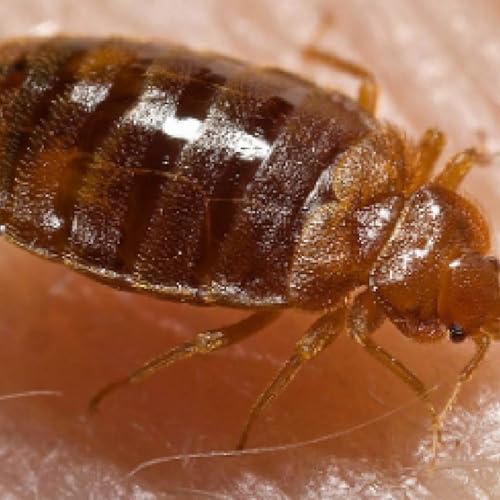 BUG'S! (they suck)