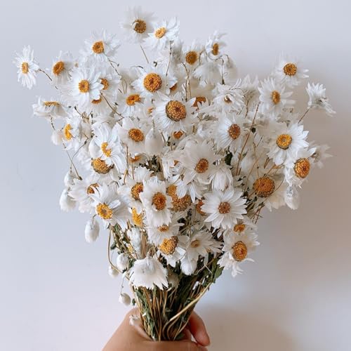 Dried Daisy Flowers Bouquet, 150+ Dry White...