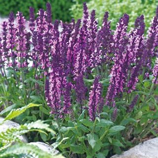 Amazon 宿根サルビア 種 ニューディメンションローズ 小袋 約30粒 宿根サルビアの種 花