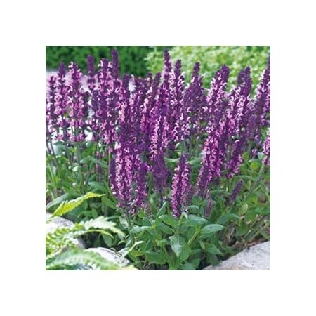 Amazon 宿根サルビア 種 ニューディメンションローズ 小袋 約30粒 宿根サルビアの種 花