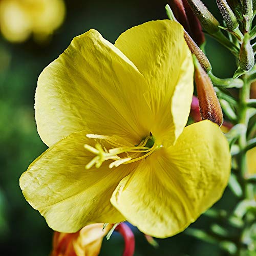 WELEDA Bio Nachtkerze Festigende Tagespflege, vitaminreiche Naturkosmetik Pflegecreme für reife Haut im Gesicht… - Image 6