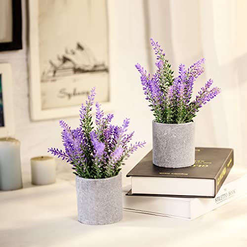 Mejores review On-line Lavanda planta precio tabla con los diez mejores. 5 Imagen adicional