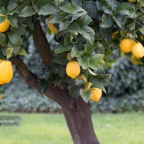 100 piezas semillas resistentes de limonero - Los enanos son resistentes semillas pote columnar de los bonsais