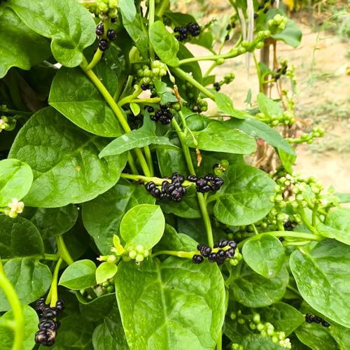 Semillas de espinaca de Malabar, jardín del balcón jardín, la cocina silvestres decorativas raras al aire libre balcón, 150pcs