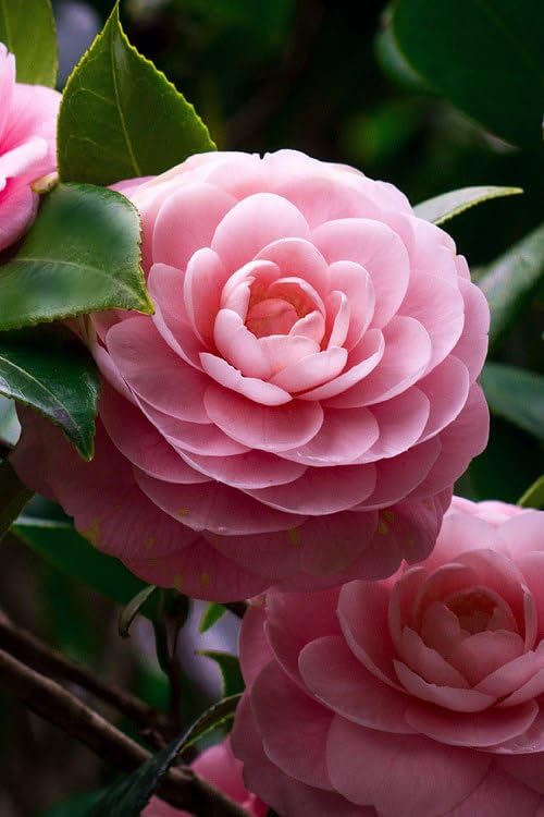 See full amazon price history chart for DIARAA "Camellia Pink" Perfection flower Live Plant Rare Hybrid (Height 2-2.5 Feet) Healthy 1 Live Flower Plant in Grow Bag DIARAA "Camellia Pink" Perfection flower Live Plant Rare Hybrid (Height 2-2.5 Feet) Healthy 1 Live Flower Plant in Grow Bag (B0CQVXBBR5) Amazon Price History, Amazon Price Tracker