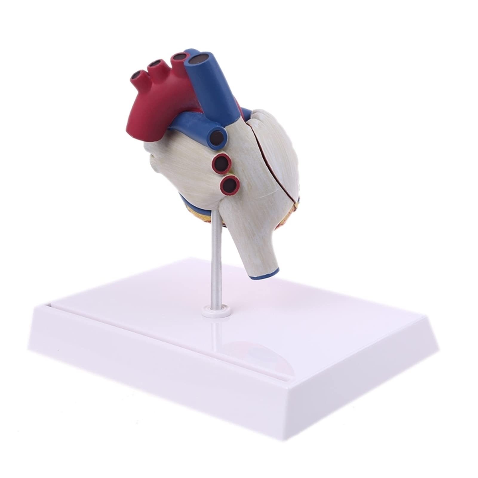 Buy Anatomical Models Life Size Disassembled Anatomical Human Heart