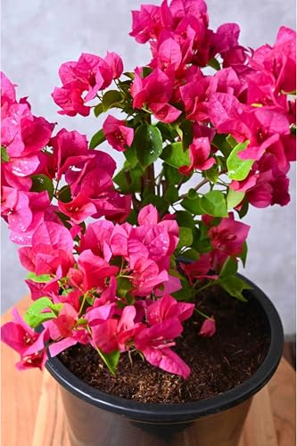 Kalfo Bougainvillea Live Plant, Multicolour Hybrid, Dwarf Bonsai with Pot