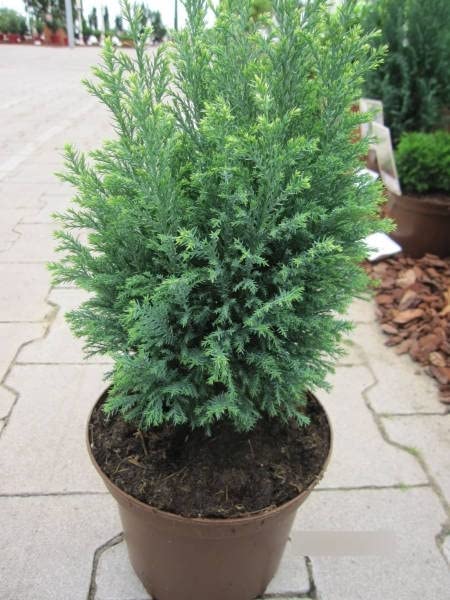 Chamaecyparis lawsoniana Snow White - Scheinzypresse Snow White