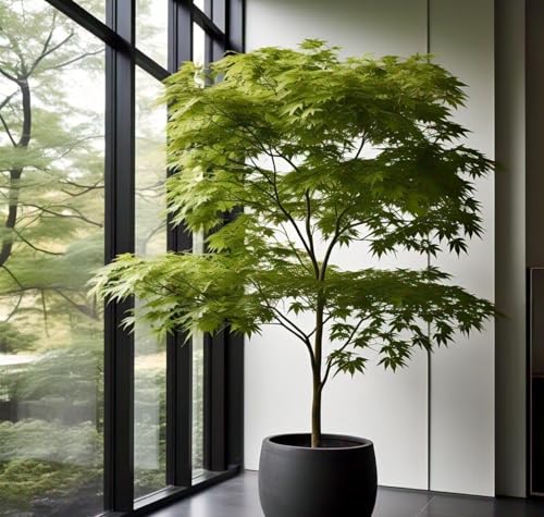 Image of Japanese Maple Coonara Seed Pack (35 Seeds) - Grow Your Own Stunning Maple Tree Indoors or Outdoors
