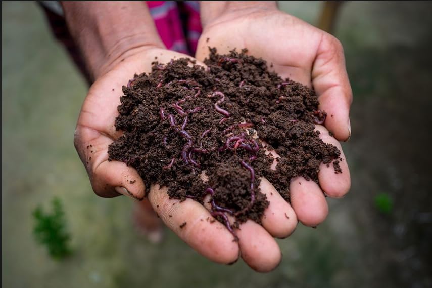 AKKIAGRO Natural Vermicompost for Plants 15KG-picture-10