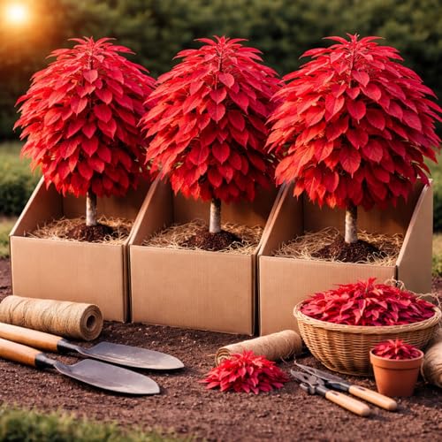 3 Sourwood Trees for Planting – Oxydendrum arboreum – Brilliant Red Fall Color – Hardy Native Ornamental Trees for Landscaping (3 Pack)