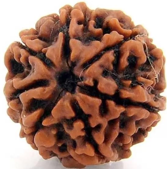 Seven Mukhi Rudraksha bead Original Certified, seven Face Rudraksha Satmukhi Rudraksha By Certifiedx07