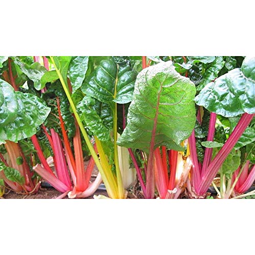 Window Garden - Swiss Chard Vegetable Starter Kit - Grow Your Own Food. Germinate Seeds on Your Windowsill Then Move to Planter or Vegetable Patch. Mini Greenhouse System Make’s it Easy. (Swiss Chard)