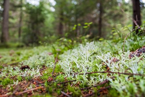 BIO Isländisch Moos Tee I 250 gr I Islandmoos geschnitten I Aus kontrolierte Wildsammlung I Cetraria Islandica I Bio Leis