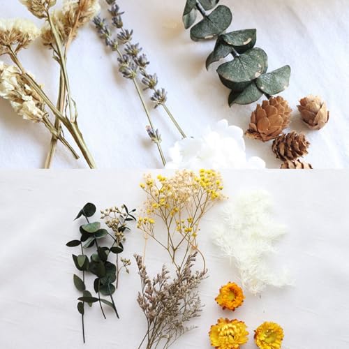 Flores secas prensadas variadas para manualidades miniatura 7