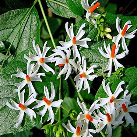 Mphmi Plant Parijat Tree, Parijatak, Night Flowering Jasmine Plant Paarijaata Night-flowering (B08VG8JMTJ) Amazon Price History, Amazon Price Tracker