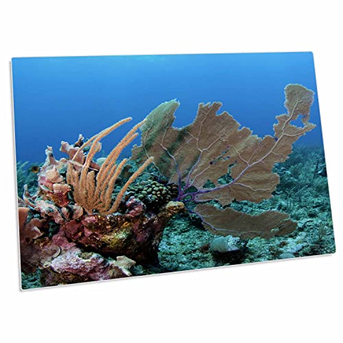 3dRose Venus Sea Fan, HOL Chan Marine Reserve, Coral Reef