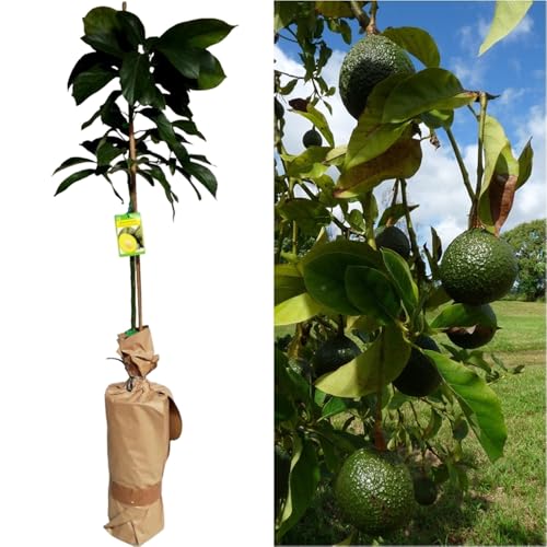 Planta de Aguacate, arbol de variedad injertado. Grande 150-160 C...