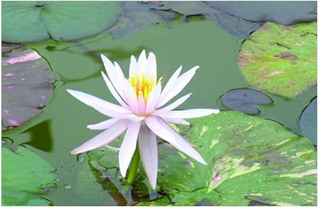 Image Nymphaea Arc en Ciel Water Lily - Large Water Lily - Potted - Fish or Wildlife Pond and bog Aquatic Plants Image Nymphaea Arc en Ciel Water Lily - Large Water Lily - Potted - Fish or Wildlife Pond and bog Aquatic Plants