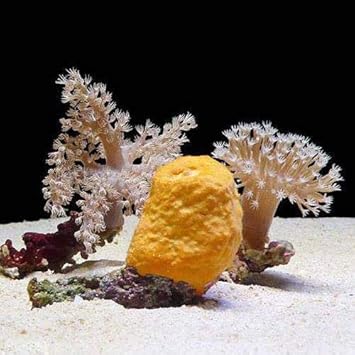 Amazon サンゴ これから飼育を初めたいサンゴ スポンジ3種セット 1セット 海水魚 北海道 九州航空便要保温 沖縄別途送料 Charm サンゴ 通販 Amazon サンゴ これから飼育を初めたいサンゴ スポンジ3種セット 1セット 海水魚 北海道 九州航空便要保温 沖縄別途送料 Charm サンゴ 通販