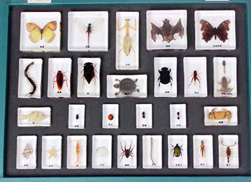 Butterfly specimens Kindergarten Primary School Discovery Room Biology Teaching aids Animal Plants Resin-Embedded specimens,Animal Worlds