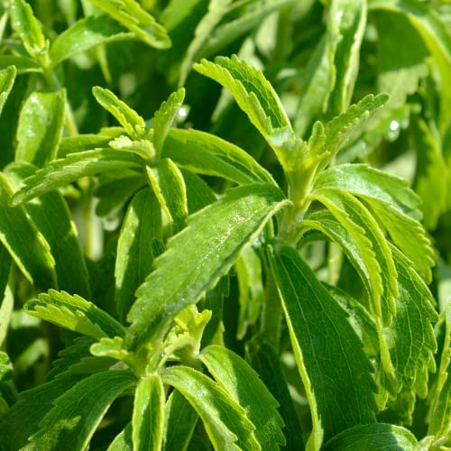 Stevia Seeds for Planting | 550 Stevia Sweetleaf Rebaudiana Plant Seeds | Vegetable Herb Non-GMO Heirloom