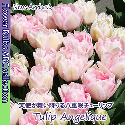 Amazon | ☆【オランダからの花便り】天使の八重咲き「チューリップ 