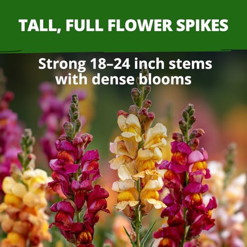 Image of HOME GROWN Snapdragon 'Tetra' 7000 Seeds 1.1g Snapdragon Seeds Perennial Tall Flower Seeds to Plant Outside - Vibrant Mixed Colors, Cottage Gardens & Seasonal Bedding Displays (Antirrhinum majus)