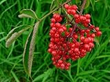 Red Elderberry - Sambucus racemosa - 25+ seeds - Heirloom! G067 -