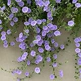 400 piezas semillas de campanilla perenne, prado de flores, plantas en macetas reales (Ipomoea purpurea) semillas de flores cortadas, semillas de plantas de interior semillas de flores,