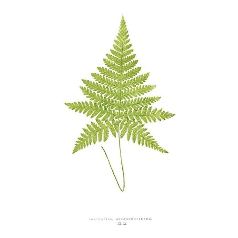 Wee Blue Coo Fern Polypodium Hexagonopterum Art Print Canvas Premium Wall Decor Poster