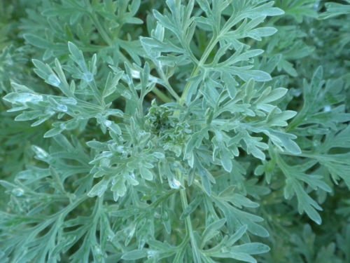 100 Wormwood Seeds Artemisia Absinthium Absinthe herb Bitters Medicinal